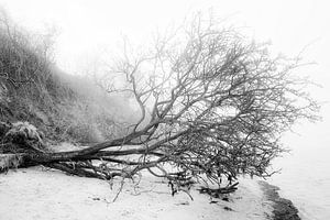 Victimes de la tempête
