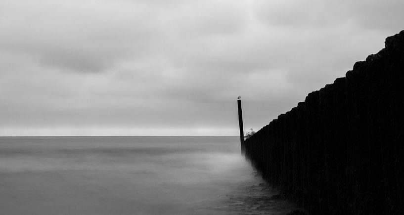 Möwen auf See von Lotte Zwanen