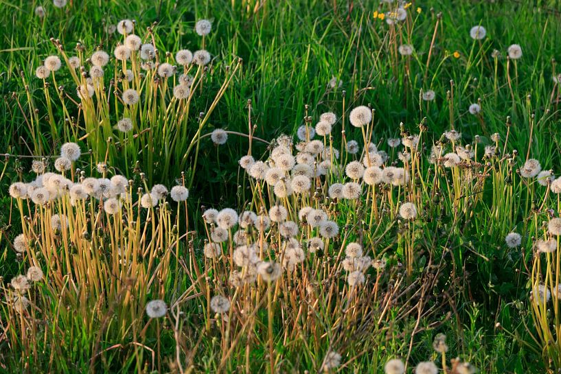 Dandelions, spring evening by Thomas Jäger