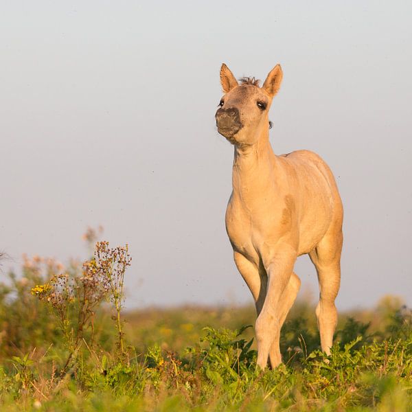 Paarden | 'Trots' Konikpaard veulen in ochtendlicht van Servan Ott