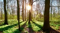 Frühling im Wald von Günter Albers Miniaturansicht