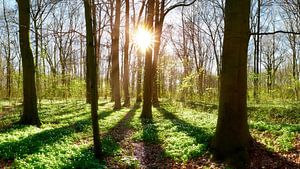 Frühling im Wald