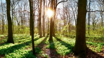 Le printemps dans la forêt sur Günter Albers