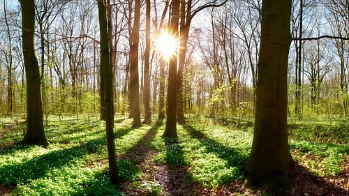 Le printemps dans la forêt sur Günter Albers