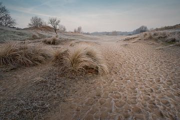 Duinlandschap in de ochtend (amsterdamse waterleidingduinen) van Jolanda Aalbers