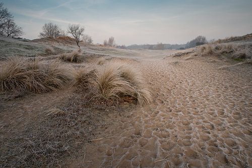 Paysage de dunes le matin (dunes d'approvisionnement en eau d'Amsterdam) sur Jolanda Aalbers