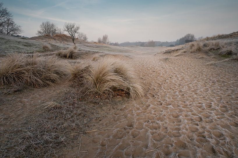 Paysage de dunes le matin (dunes d'approvisionnement en eau d'Amsterdam) par Jolanda Aalbers