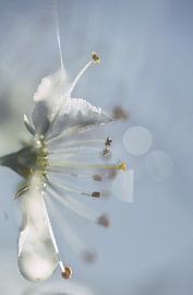 Blüten-Makro von natascha verbij