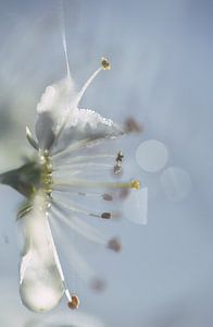 Macro de fleur