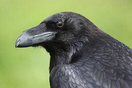 Portrait d'un corbeau