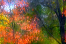 MÄRCHENWALD 12 von Miroslav Ptacek