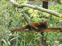 un panda roux endormi