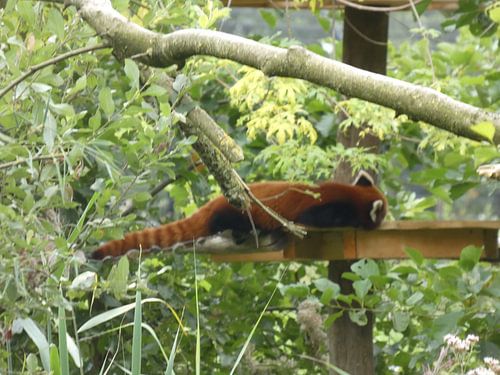 a sleeping red panda