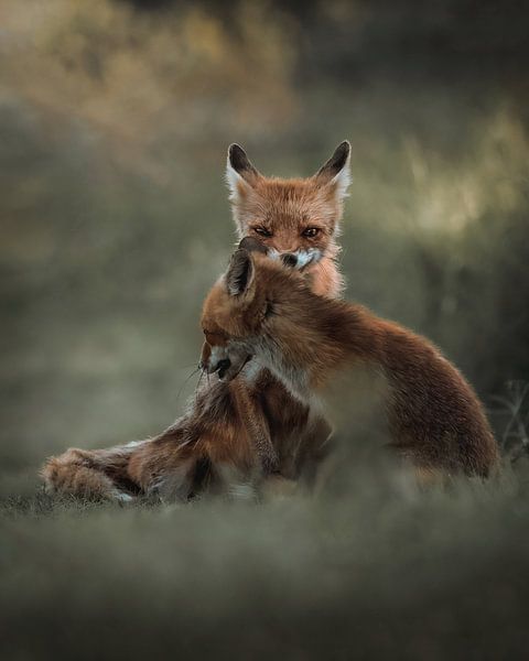 playing foxes by Glenn Slabbinck