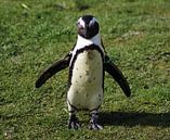 African penguin  von michael meijer Miniaturansicht