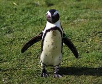Zwartvoetpinguïn