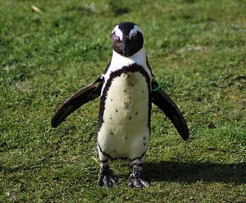African penguin  by michael meijer
