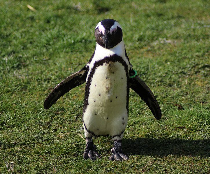 African penguin  von michael meijer