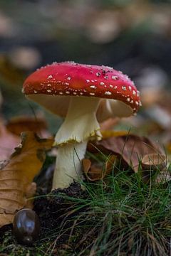 Mushroom 2 by Wesley Klijnstra