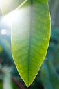 green leaves of the rhododendron | fine art nature photography | botanical art by Karijn | Fine art Natuur en Reis Fotografie thumbnail