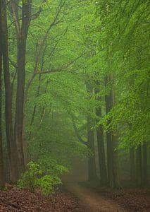 Forêt brumeuse au printemps 4 sur René Jonkhout