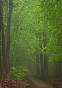 Misty forest in spring 4 by René Jonkhout