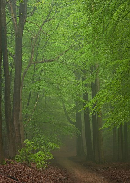 Forêt brumeuse au printemps 4 par René Jonkhout