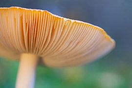 Mushroom by Ester Ammerlaan