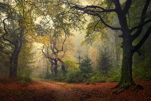Forêt de conte de fées