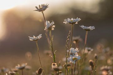 Sommer-Bouquet von Tania Perneel