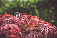 Natural colour play