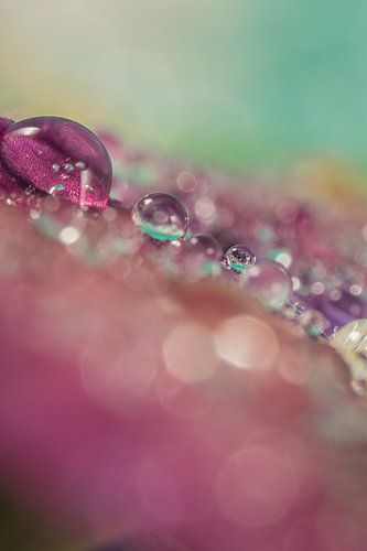Pure and colourful: Reflections in the droplets by Marjolijn van den Berg