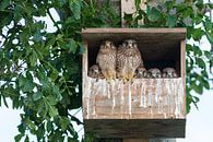 Kestrel family by Thijs Schouten thumbnail