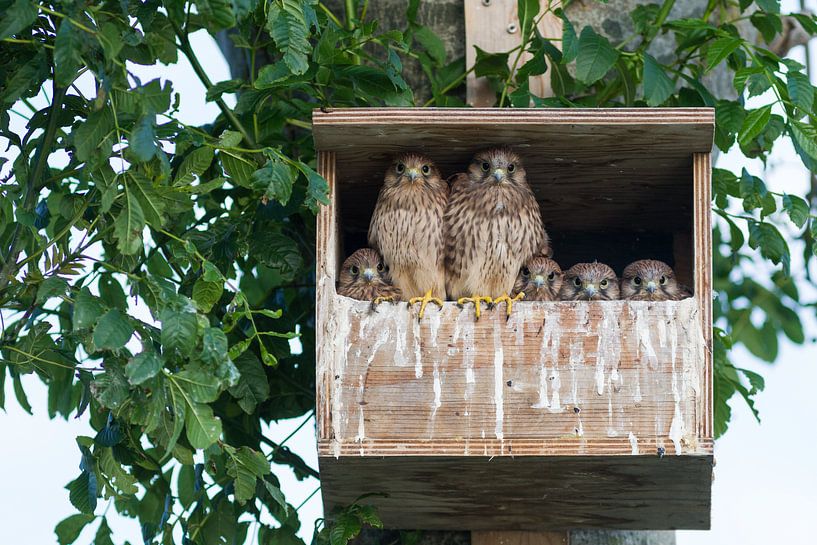 Kestrel family by Thijs Schouten