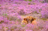 Kalf van Schotse Hooglanders in een bloeiend heideveld van Sjoerd van der Wal Fotografie thumbnail