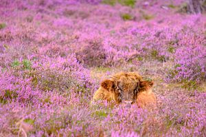 Schottisches Hochlandrind-Kalb in einem blühenden Heidekrautfeld