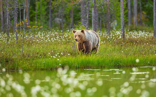 Blonde Bruine beer (Ursus arctos) op de oever van een meertje