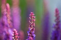 close-up of blue and purple sage blossoms with blurry background by Joachim Küster thumbnail