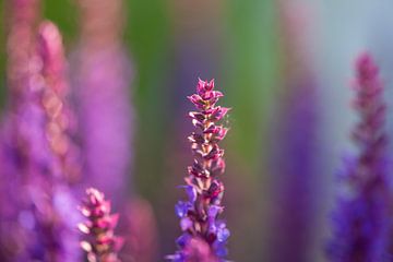 close-up of blue and purple sage blossoms with blurry background by Joachim Küster