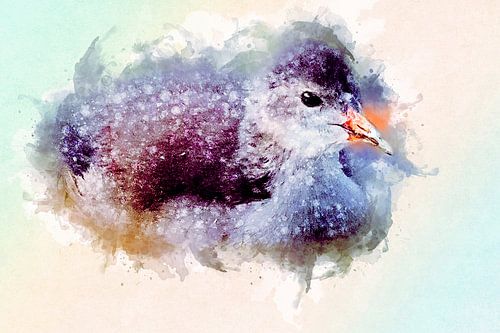 Young moorhen (art)
