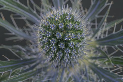 Gentle but irritable: The thistle