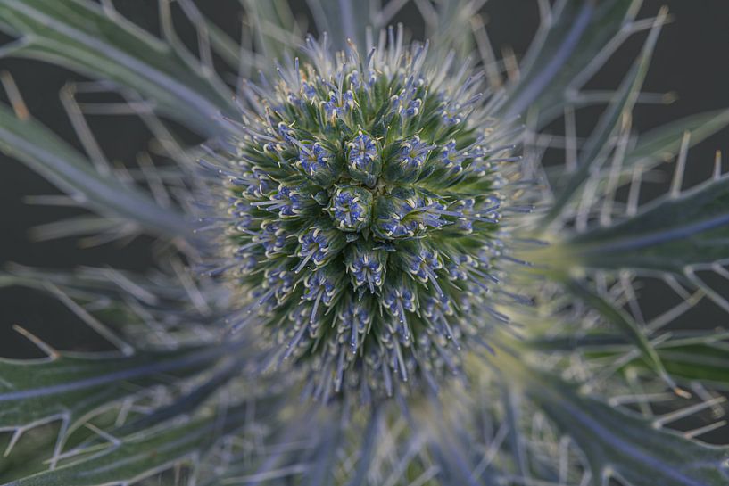 Gentle but irritable: The thistle by Marjolijn van den Berg