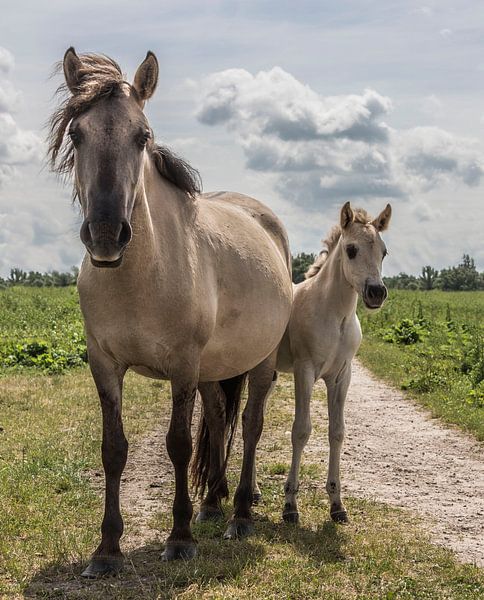 Horse with foal by Ans Bastiaanssen