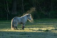 Dampend paardje in de ochtend van Karla Leeftink thumbnail