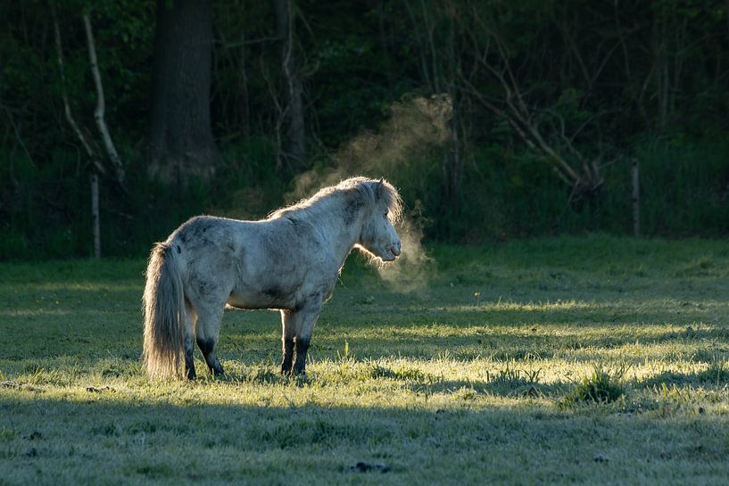 Dampfendes Pferd am Morgen von Karla Leeftink