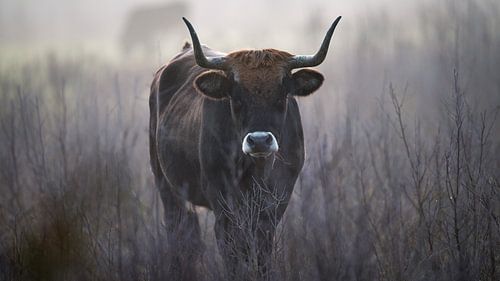 Tauros auf der Suche