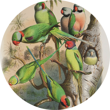 Papegaaien uit verre streken, Anton Reichenow van Teylers Museum