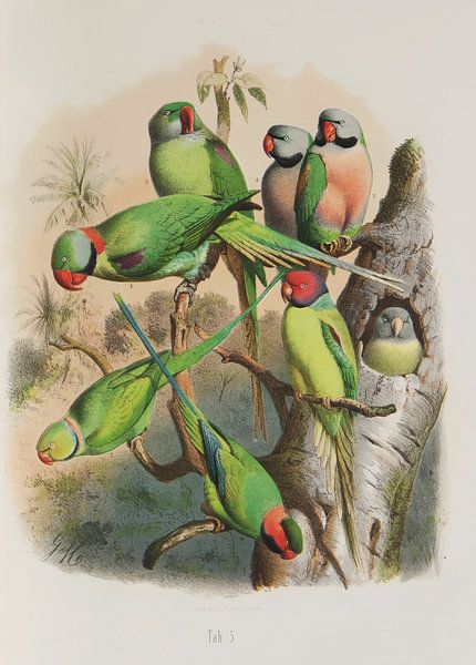 Parrots from distant regions, Anton Reichenow by Teylers Museum