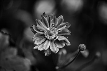 Herbstanemone schwarz-weiß von Tania Perneel