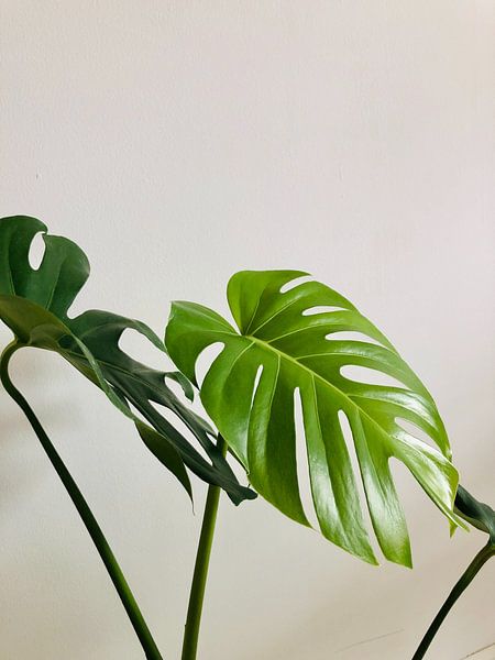 Monstera by Hello Pompoyo